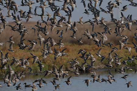 Long-billed Dowitcher (Limnodromus scolopaceus) photo image