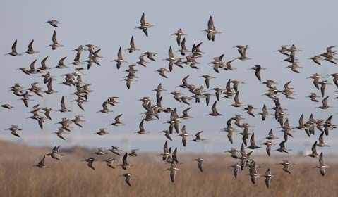 Long-billed Dowitcher (Limnodromus scolopaceus) photo image