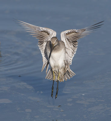 Long-billed Dowitcher (Limnodromus scolopaceus) photo image