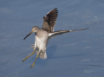 Long-billed Dowitcher (Limnodromus scolopaceus) photo image