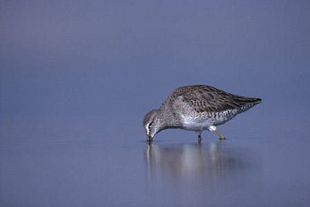 Long-billed Dowitcher (Limnodromus scolopaceus) photo image