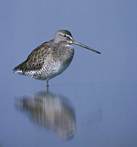 Long-billed Dowitcher (Limnodromus scolopaceus) photo image