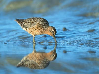 Short-billed Dowitcher (Limnodromus griseus) photo image