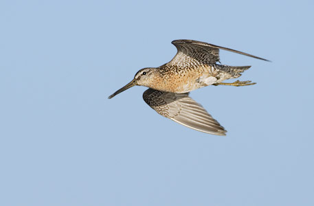 Short-billed Dowitcher (Limnodromus griseus) photo image