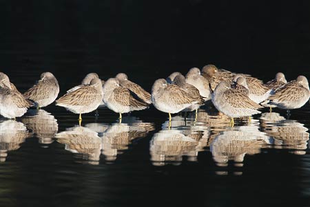 Short-billed Dowitcher (Limnodromus griseus) photo image