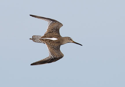 Short-billed Dowitcher (Limnodromus griseus) photo image