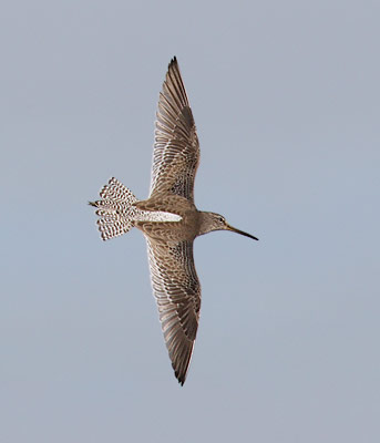 Short-billed Dowitcher (Limnodromus griseus) photo