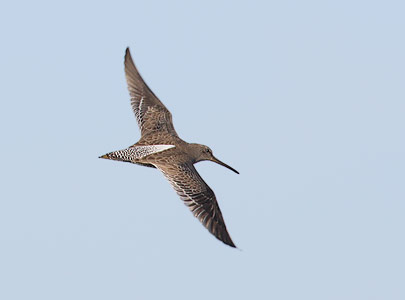 Short-billed Dowitcher (Limnodromus griseus) photo image