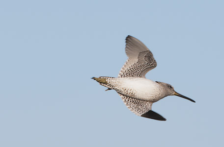 Short-billed Dowitcher (Limnodromus griseus) photo image