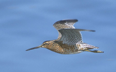 Short-billed Dowitcher (Limnodromus griseus) photo image