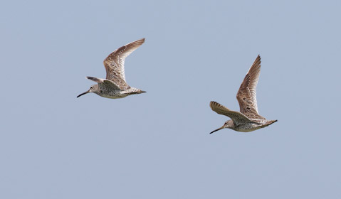 Short-billed Dowitcher (Limnodromus griseus) photo image