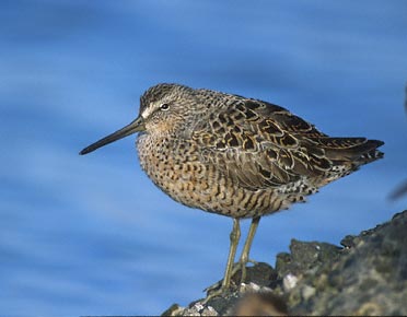 Short-billed Dowitcher (Limnodromus griseus) photo image