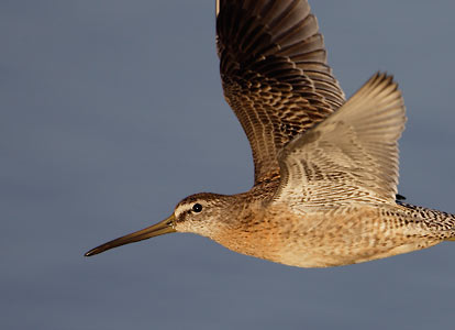 Short-billed Dowitcher (Limnodromus griseus) photo image