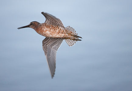 Short-billed Dowitcher (Limnodromus griseus) photo image
