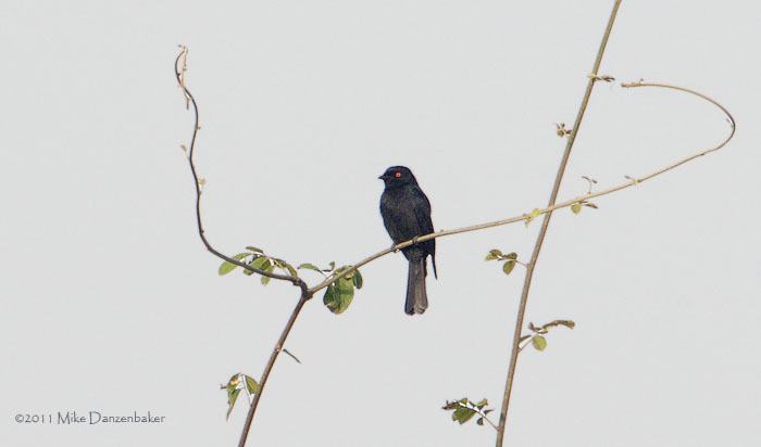 Square-tailed Drongo (Dicrurus ludwigii) photo