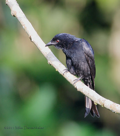 Velvet-mantled Drongo (Dicrurus modestus) photo