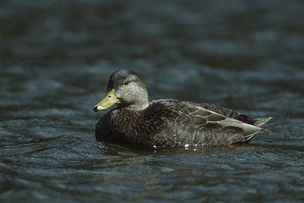 Black Duck (Anas rubripes) photo image