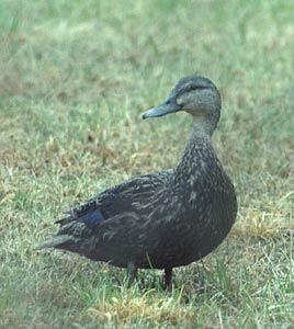 Black Duck (Anas rubripes) photo image