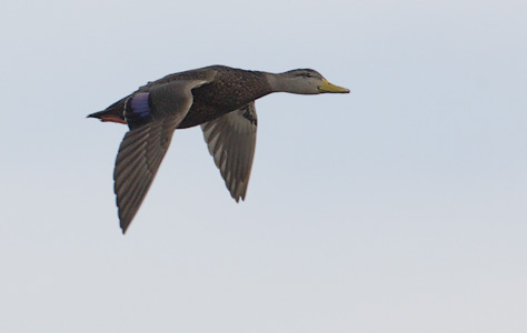 Black Duck (Anas rubripes) photo image