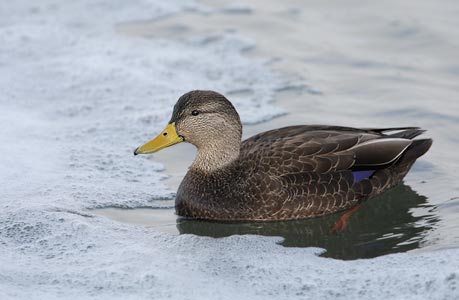 Black Duck (Anas rubripes) photo image
