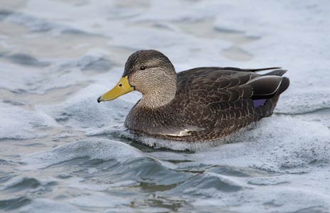 Black Duck (Anas rubripes) photo image