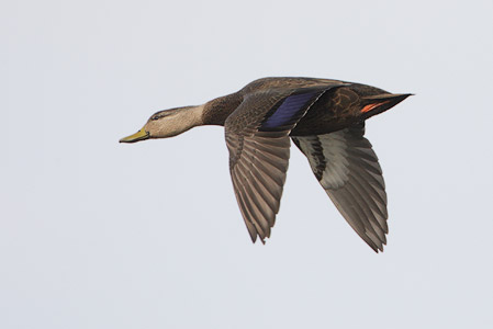 Black Duck (Anas rubripes) photo image