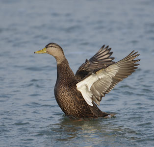 Black Duck (Anas rubripes) photo image