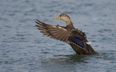Black Duck (Anas rubripes) photo image