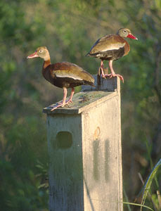 Black-bellied Whistling Duck (Dendrocygna autumnalis) photo image