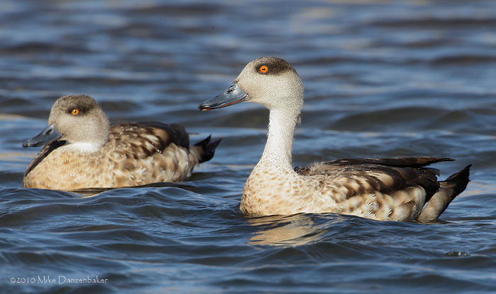 Crested Duck (Anas specularioides) photo
