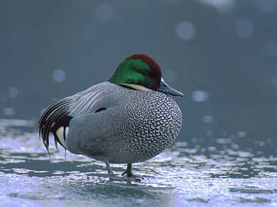 Falcated Duck (Anas falcata) photo image
