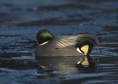 Falcated Duck (Anas falcata) photo image