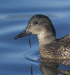 Falcated Duck (Anas falcata) photo image
