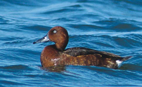 Ferruginous Duck (Aythya nyroca) photo image