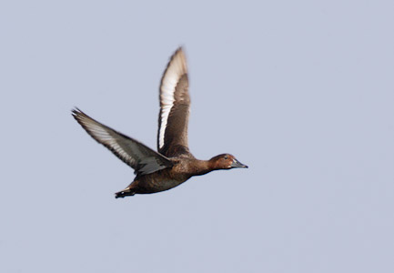 Ferruginous Duck (Aythya nyroca) photo image