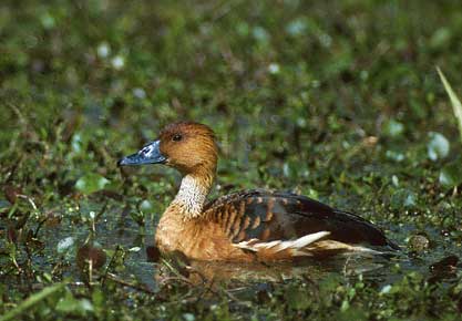 Fulvous Whistling Duck (Dendrocygna bicolor) photo image