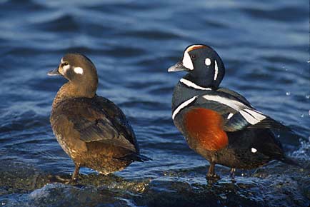 Harlequin Duck (Histrionicus histrionicus) photo image