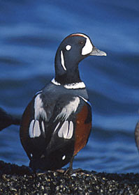 Harlequin Duck (Histrionicus histrionicus) photo image