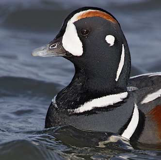 Harlequin Duck (Histrionicus histrionicus) photo image