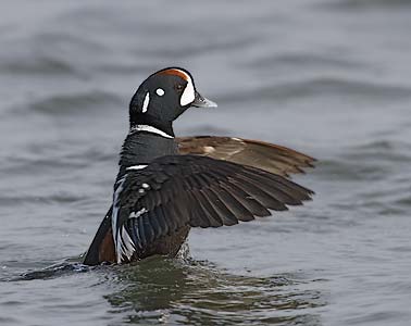 Harlequin Duck (Histrionicus histrionicus) Photo Image