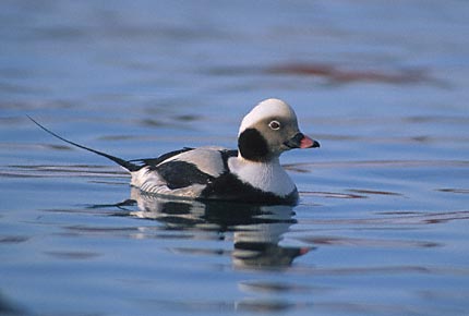 Long-tailed Duck (Clangula hyemalis) photo image