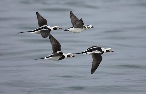 Long-tailed Duck (Clangula hyemalis) photo