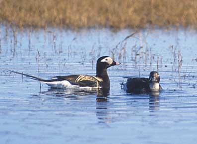 Long-tailed Duck (Clangula hyemalis) photo image