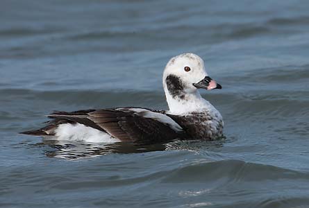 Long-tailed Duck (Clangula hyemalis) photo image