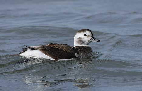 Long-tailed Duck (Clangula hyemalis) photo image