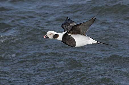 Long-tailed Duck (Clangula hyemalis) photo image