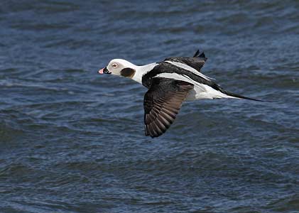 Long-tailed Duck (Clangula hyemalis) photo image