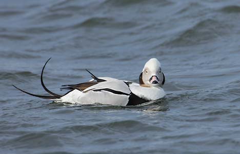 Long-tailed Duck (Clangula hyemalis) photo image