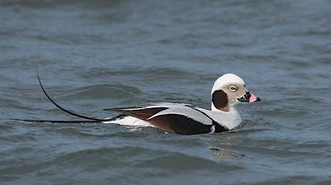Long-tailed Duck (Clangula hyemalis) photo image