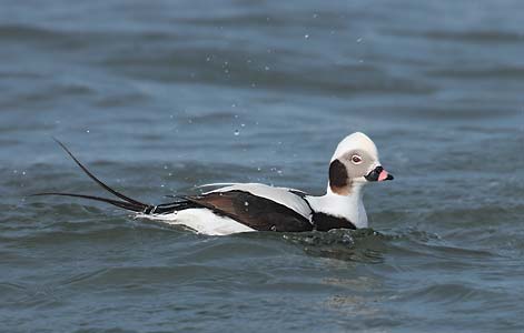 Long-tailed Duck (Clangula hyemalis) photo image